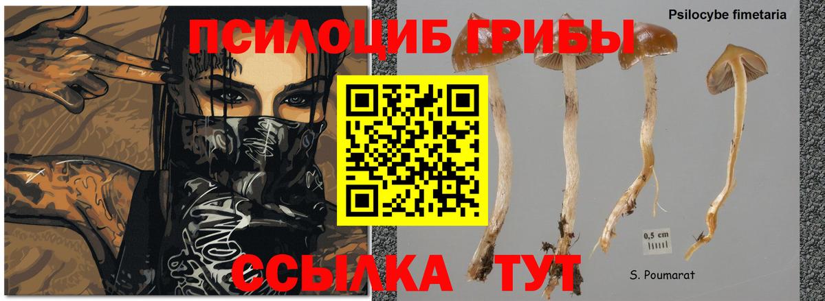 Галлюциногенные грибы мицелий Шали
